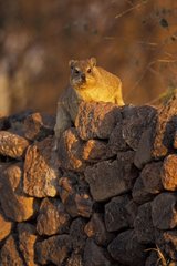 Rock Dassie perched on a stone low wall Namibia