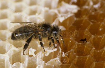 Honey bee sucking honey from an uncapped cell Bretagne
