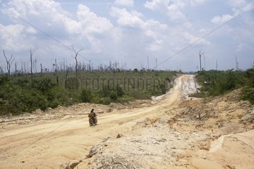 Road through jungle destroyed by deforestation Borneo