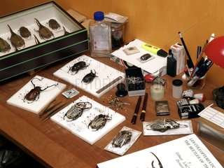 Insektenvorbereitung für die Sammlung
