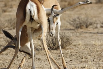 Young male Springboks fighting Kgalagadi NP South Africa