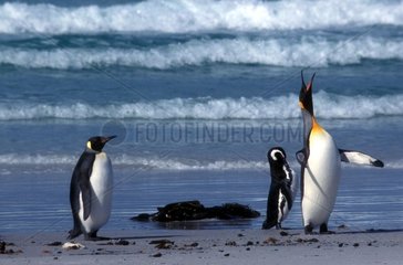King and Magellanic penguins on the beach Falkland