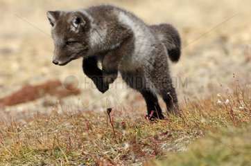 Arctic fox cub hunting mulot in the tundra Canada