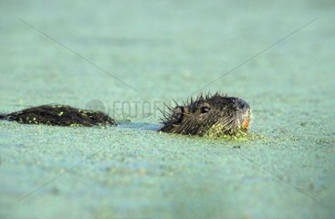 Ragondin schwimmen in einem Sumpf