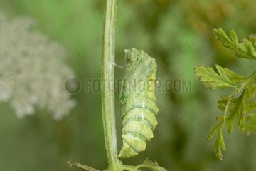 Old world swallowtail moulting on a stem France