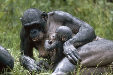 Femelle bonobo couchée avec un jeune Belgique