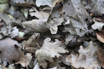 Europea frog amongst dead leaves in a forest Yonne France