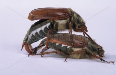 Coupling of Cockchafers in studio