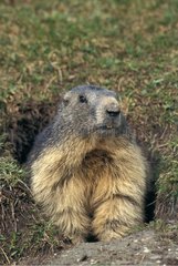 Portrait of Alpine Marmot leaving its burrow France