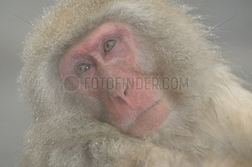 Portrait of a Japanese Macaques