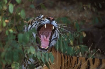 Tigre du Bengale baillant PN Rathambore Inde