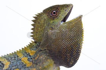 Portrait of a Chameleon Forest Dragon from Java in studio