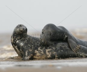 Graue Seehunde an einem Strand Lincolnshire