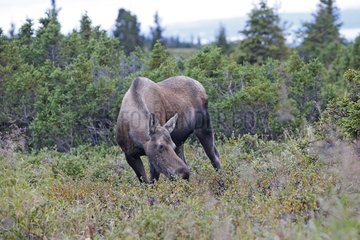 Female Moose grazing in tundra Anchorage Alaska