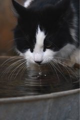Portrait of a cat drinking in a bowl