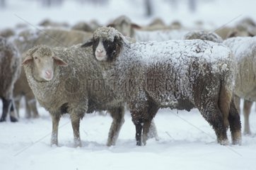Troupeau de mouton sous la neige