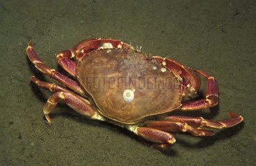 Crab moving on sand Pacific Ocean Canada