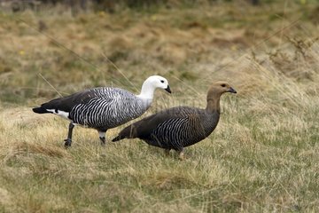 Couple of Upland geese Tierra de Fuego National Park
