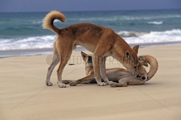 Dingo couple smelling itself Queensland Australia