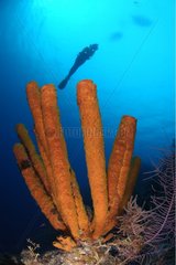 Eponge tuyau-de-poêle et plongeuse Belize