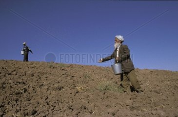 sowing wheat in Tajikistan