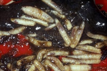Larvae of House fly Spain