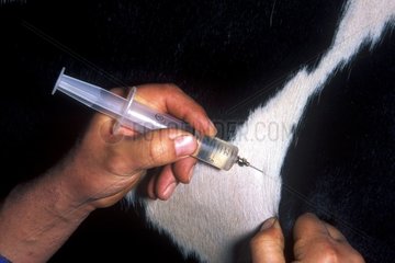 Injection intramusculaire sur Prim'Holstein