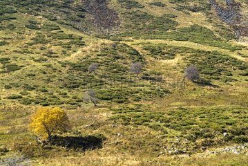 Isolierter Baum im Herbst auf einem Tal von Cantal Frankreich