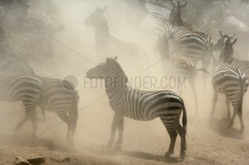 Grant's Zebras Masaï Mara Reserve Kenya
