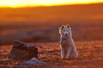 Eskimo dog sitting in tundra Somerset Island Canada