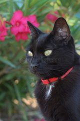 Chat noir portant un collier anti-puces dans le jardin