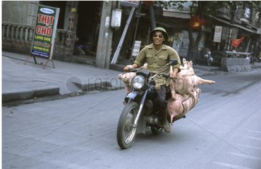 Mann transportiert lebende Schweine auf seinem Motorrad Vietnam