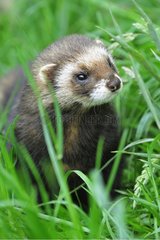 Europäische Polecat sorgfältig in Grass England