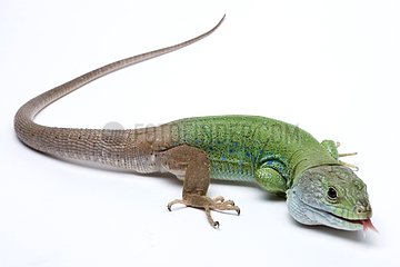 Ocellated Lizard from Africa in studio