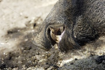 Detail einer Wildschweingesichtsmaske  die Frankreich isst