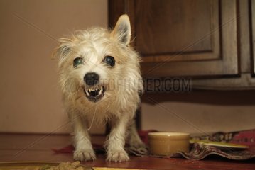 Male cross dog growling aggressively