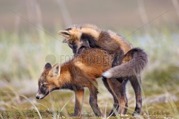 Young Red foxes playing Nome Alaska
