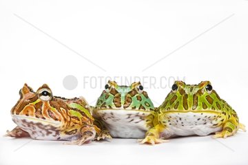 Three species of Horned Frog in studio France
