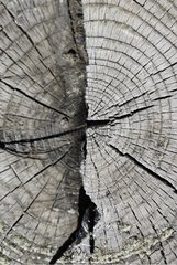 A tree trunk cut viewed from above