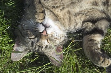 PortrÃ¤t einer Katze  die im Gras schlÃ¤ft