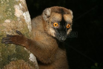 Lémur de Mayotte
