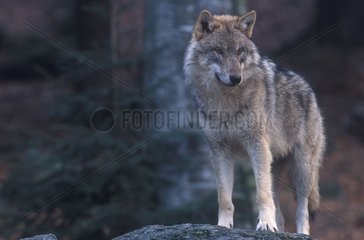 Gemeinsamer grauer Wolf auf einem Felsen