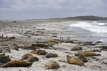 Northern Elephant Seals on a beach in Falkland Islands