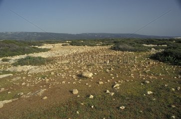 Péninsule d'Akamas sol rocailleux et garrigue Chypre