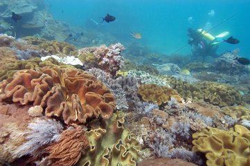 Taucher über einen Korallenboden -Bali -Indonesien