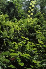 Sous-bois en forêt tropicale humide Sainte-Rose La Réunion