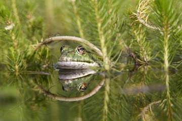 Green frog with head out of the water France