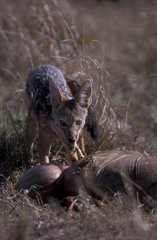 Chacal à chabraque mangeant la proie d'une lionne Masaï Mara