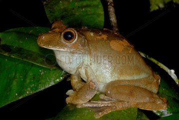 Gladiator tree frog male singing French Guiana