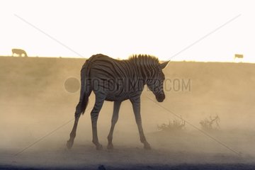 Burchell's Zebra in a sandstorm Etosha National Park Namibia